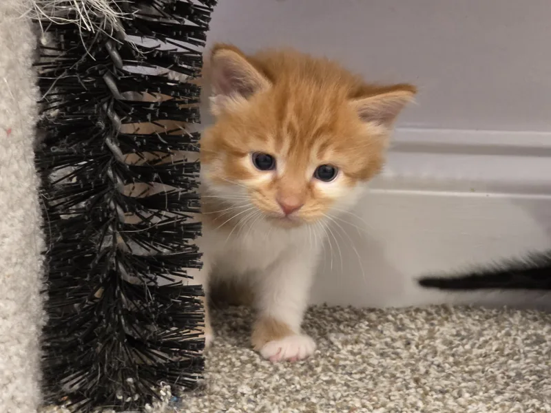 A baby medium-sized female Orange & White Domestic Short Hair cat named Mozzarella for adoption in Manchester, CT
