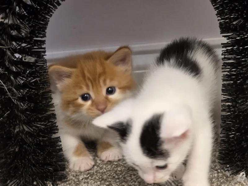 Mozzarella thumbnail 4