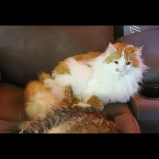 Tucker thumbnail 2