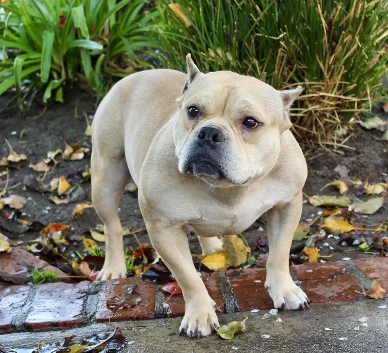 A young medium-sized male Yellow / Tan / Blond / Fawn American Staffordshire Terrier dog named Brie Bear for adoption in Van Nuys, CA