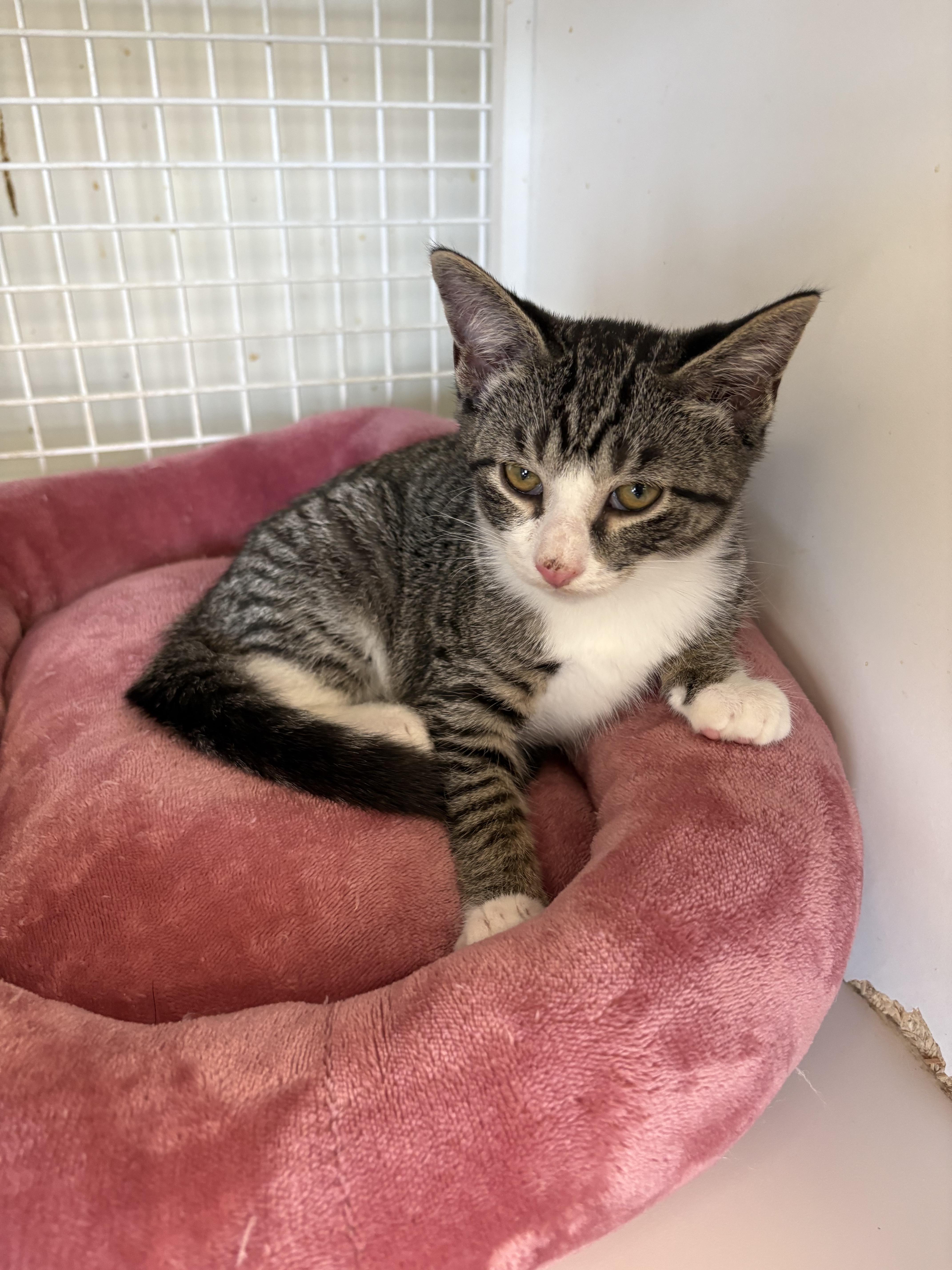 A baby small-sized male Domestic Short Hair cat named Spud for adoption in Sneads Ferry, NC