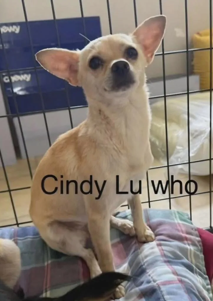 Cindy Lu Who