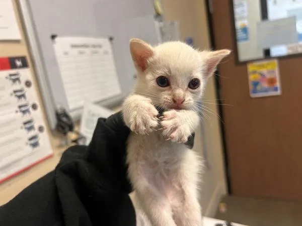 A baby medium-sized female Domestic Short Hair cat named Fee for adoption in Oceanside, CA