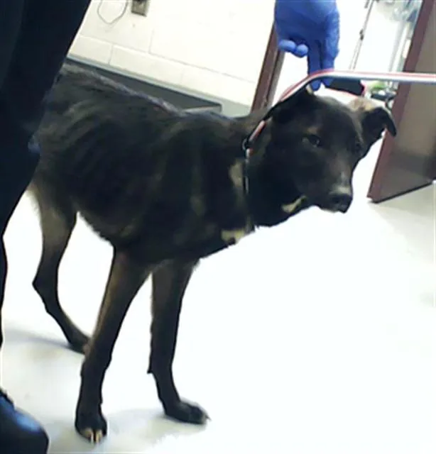 A young medium-sized female German Shepherd Dog dog named Molly for adoption in Fayetteville, NC