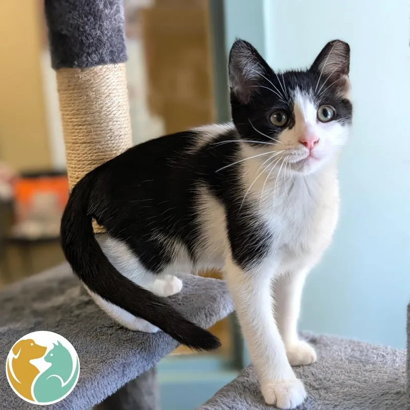 A baby small-sized male Black Domestic Short Hair cat named Leon for adoption in Toledo, OH