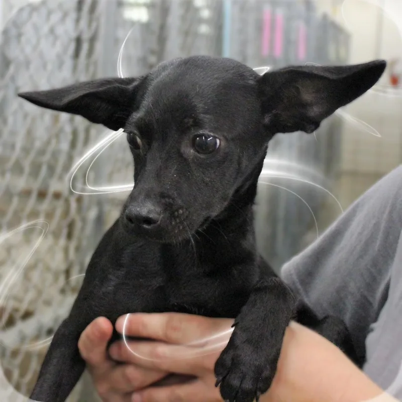 A baby small-sized male Black Mixed Breed dog named Bennie for adoption in Amelia, OH