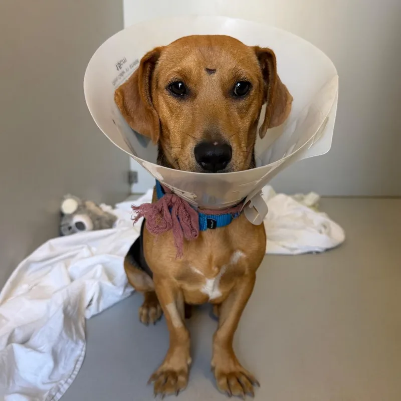 An adult small-sized male Brown / Chocolate Dachshund dog named Lion for adoption in Palm Springs, CA