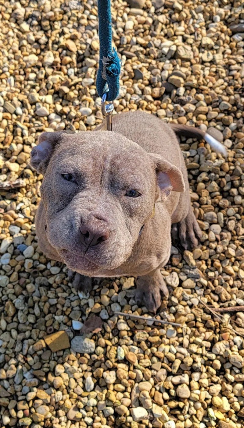 A young medium-sized female Pit Bull Terrier dog named Petal for adoption in Hollywood, MD