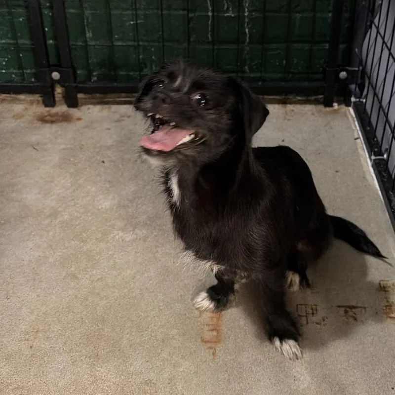 An adult small-sized female Shih Tzu dog named Lavinia for adoption in Birmingham, AL