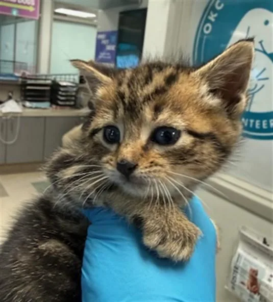 A young small-sized female Domestic Short Hair cat named Matilda for adoption in Oklahoma City, OK
