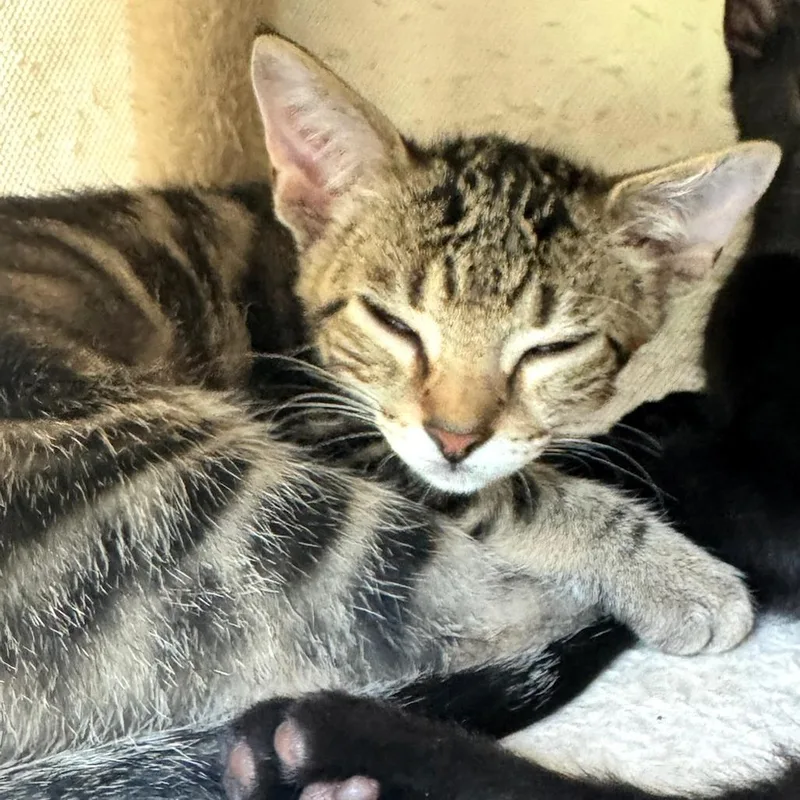 A baby small-sized male Domestic Short Hair cat named Lennox for adoption in Cumming, GA