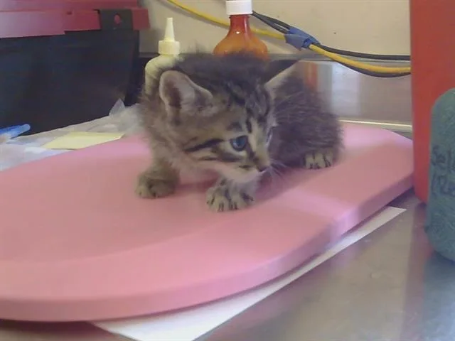 A baby small-sized male Domestic Short Hair cat named Leon for adoption in Sacramento, CA