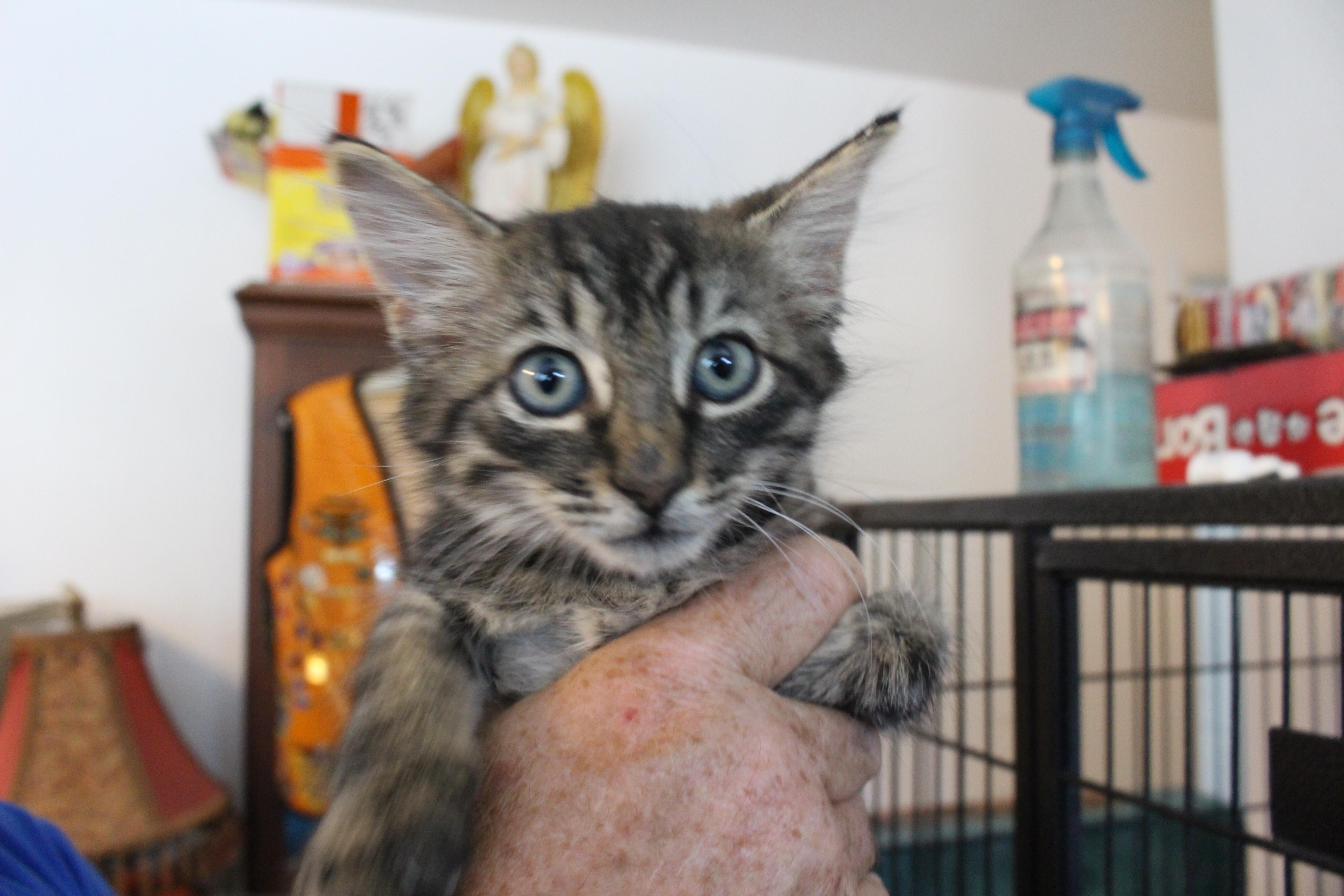 A baby large-sized male Tabby (Brown / Chocolate) Domestic Short Hair cat named 0701-2604 for adoption in Turlock, CA