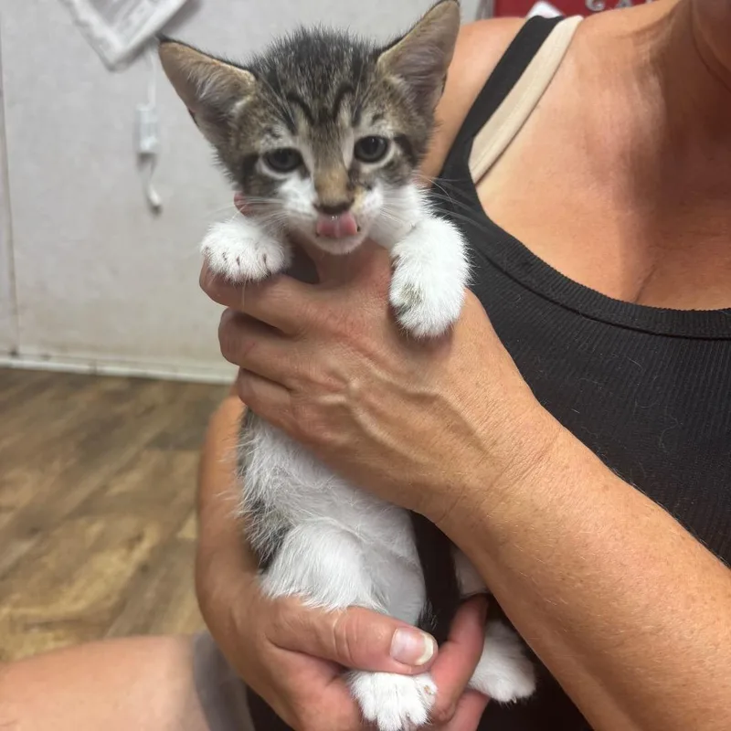 A baby small-sized female Domestic Short Hair cat named Pixie for adoption in Hinesville, GA