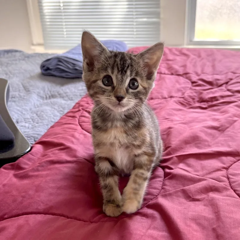 A baby small-sized female Brown / Chocolate Domestic Short Hair cat named Loquat for adoption in Austin, TX