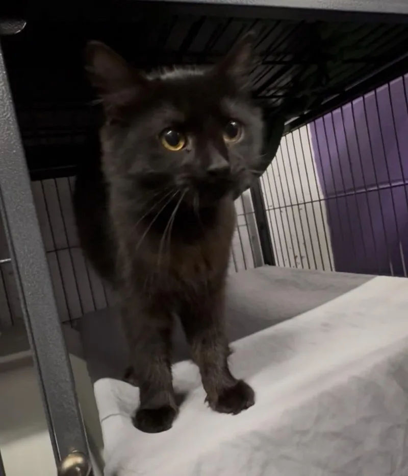 A baby medium-sized female Domestic Medium Hair cat named Mischief for adoption in St. Albans, VT