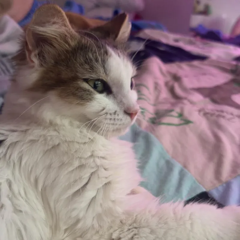 An adult medium-sized female White Domestic Medium Hair cat named H A P P for adoption in Fredericksburg, VA