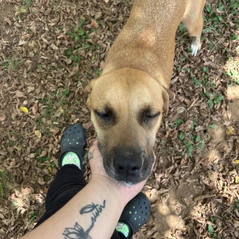 An adult medium-sized male Yellow / Tan / Blond / Fawn Mixed Breed dog named Bear for adoption in Huntsville, AL