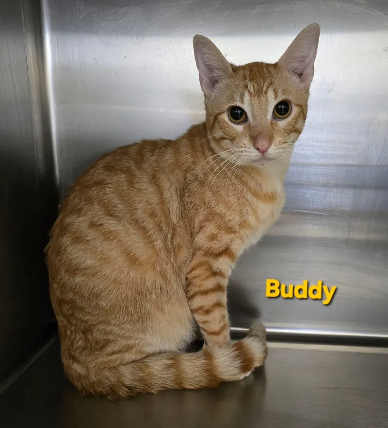 An adult small-sized male Domestic Short Hair cat named Buddy for adoption in Mingus, TX