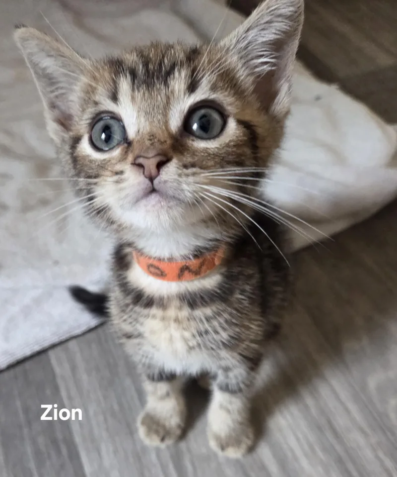 A baby small-sized male Tabby cat named Zion for adoption in Delray, WV