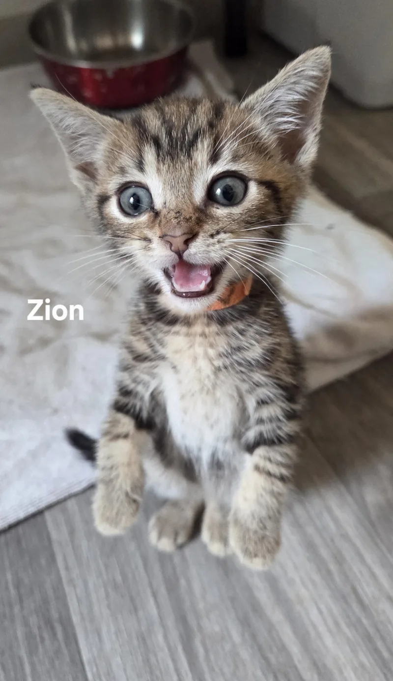 Zion thumbnail 2