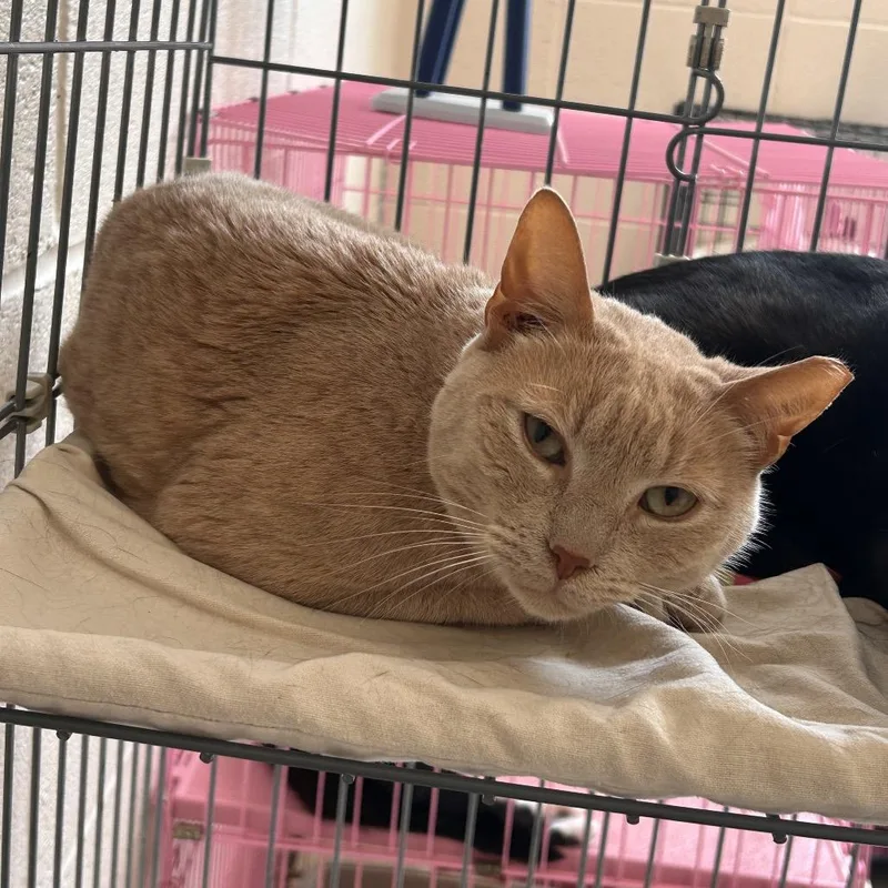 An adult medium-sized male Buff / Tan / Fawn Domestic Short Hair cat named Blondie for adoption in Waynesboro, PA