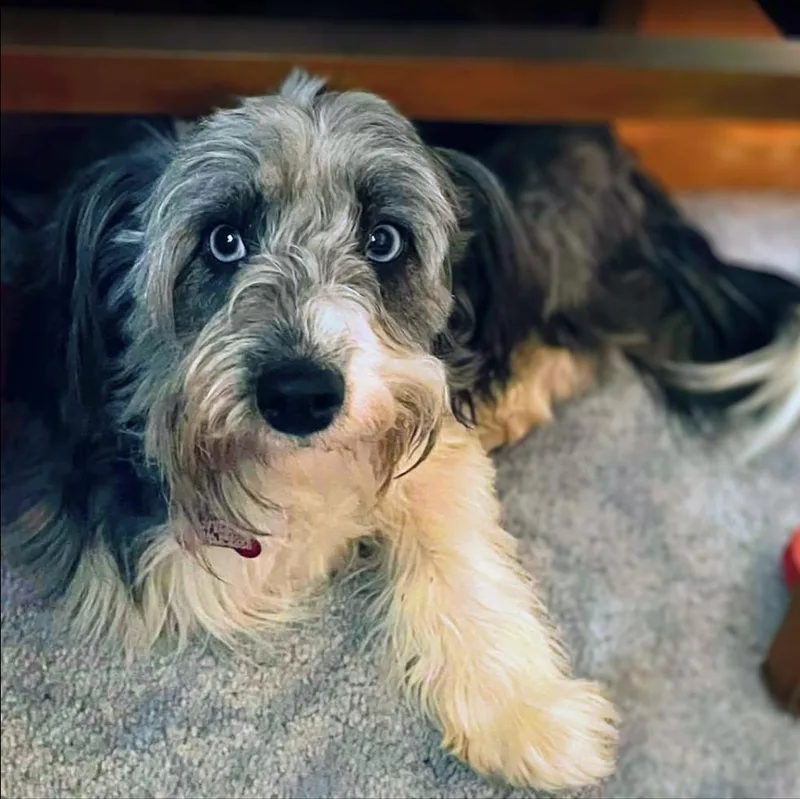 Rumie