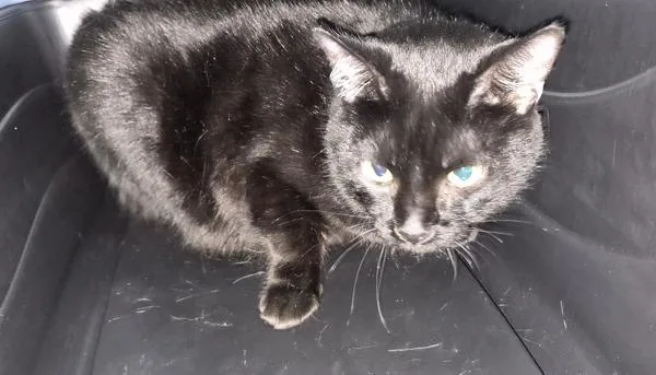 An adult small-sized female Domestic Short Hair cat named Pechan for adoption in San Diego, CA