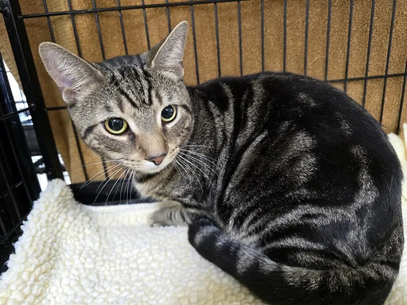 A young medium-sized male Brown / Chocolate Domestic Short Hair cat named Tiger for adoption in Southbury, CT