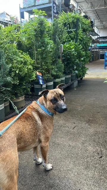 Scooby