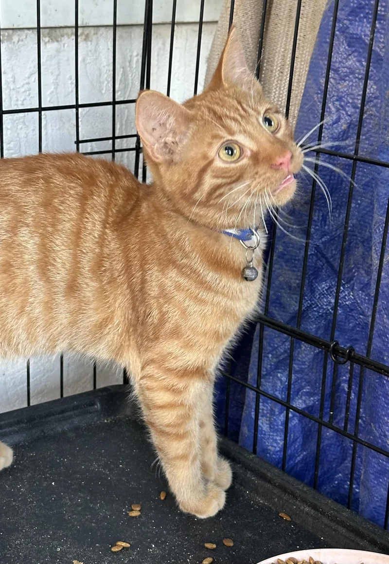 A young small-sized male Orange / Red Domestic Short Hair cat named Red for adoption in San Jose, CA