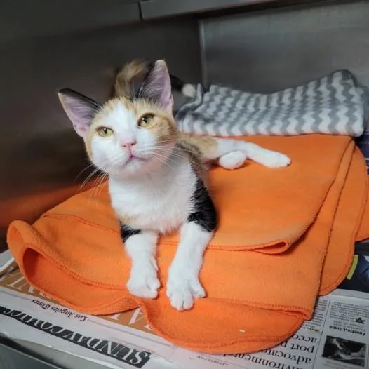 A young small-sized female Domestic Short Hair cat named Charmy for adoption in Los Angeles, CA