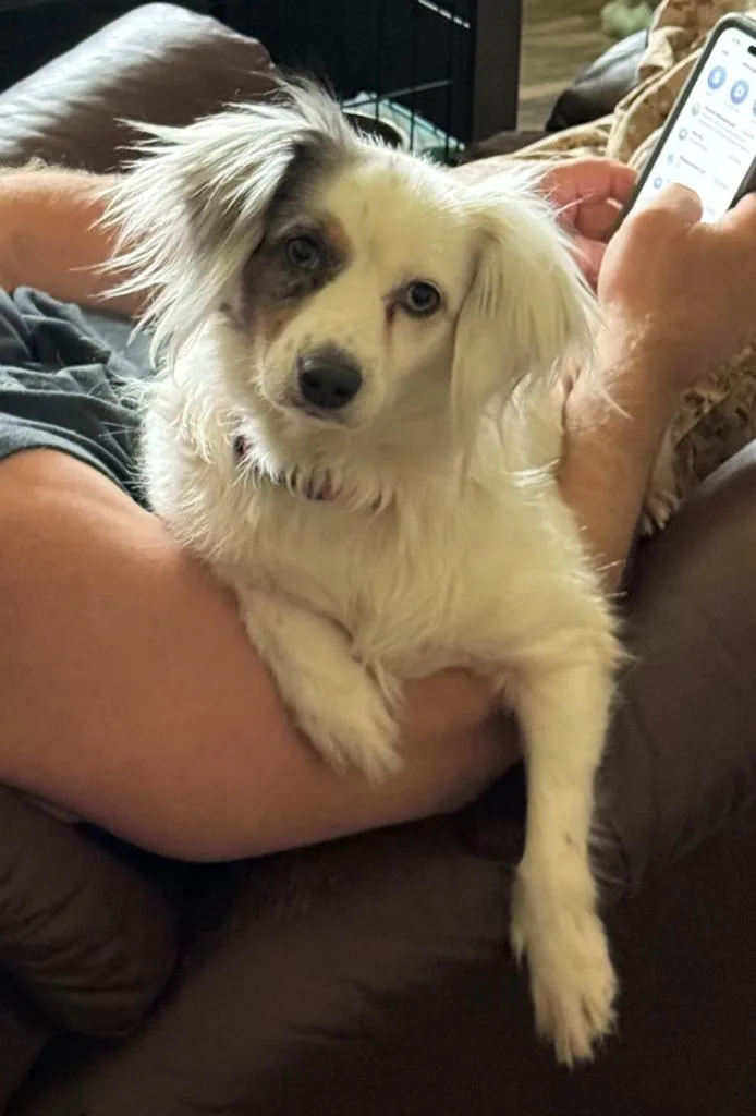 An adult small-sized male Papillon dog named Odis for adoption in Libertyville, IL