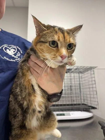 An adult medium-sized female Domestic Short Hair cat named Lightning for adoption in Sevierville, TN