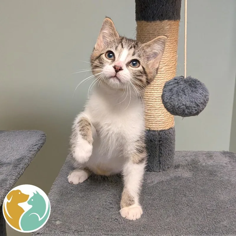 A baby small-sized male Brown / Chocolate Domestic Short Hair cat named Scrappy for adoption in Toledo, OH