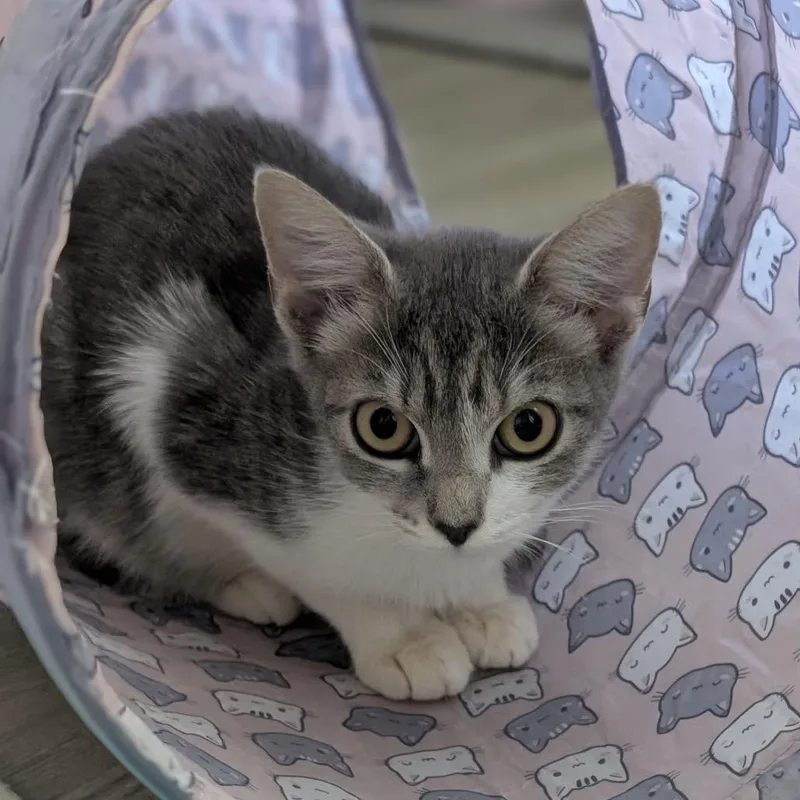 A baby small-sized female Gray / Blue / Silver Domestic Short Hair cat named Morwen for adoption in Raleigh, NC