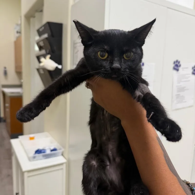 A baby small-sized female Black Domestic Short Hair cat named Sienna for adoption in Las Vegas, NV
