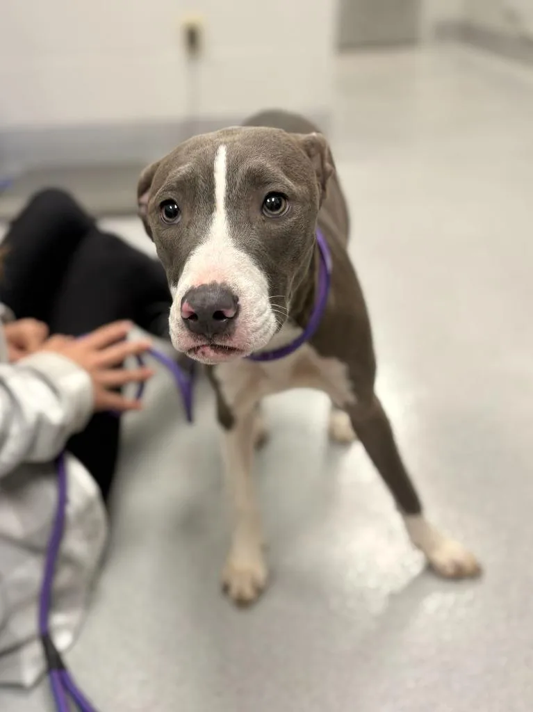 A baby medium-sized female Pit Bull Terrier dog named Lindy for adoption in Chillicothe, OH