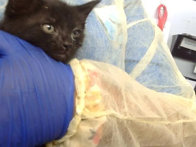 A baby medium-sized male Domestic Short Hair cat named Taco for adoption in Dallas, TX