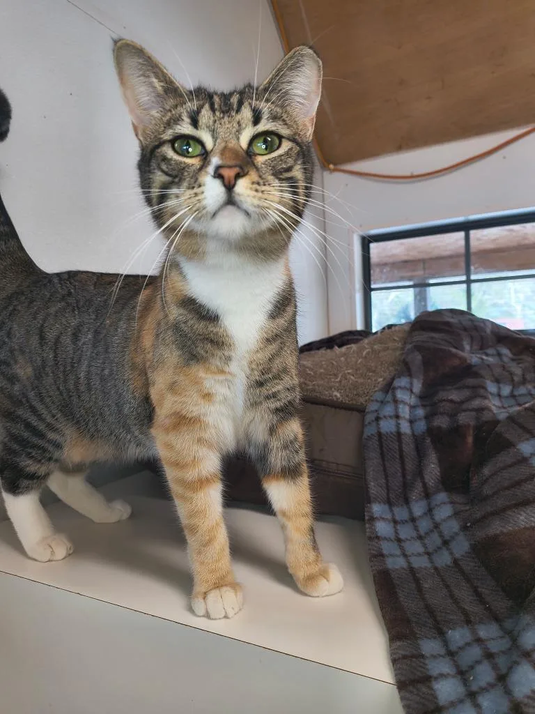 A young small-sized female Domestic Short Hair cat named Hailey for adoption in Berlin, MD