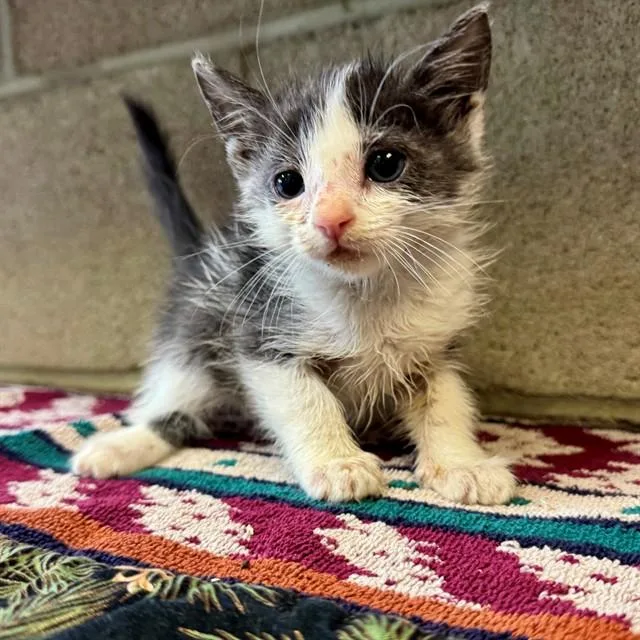 A baby small-sized male Domestic Short Hair cat named Slinky for adoption in Riverside, CA