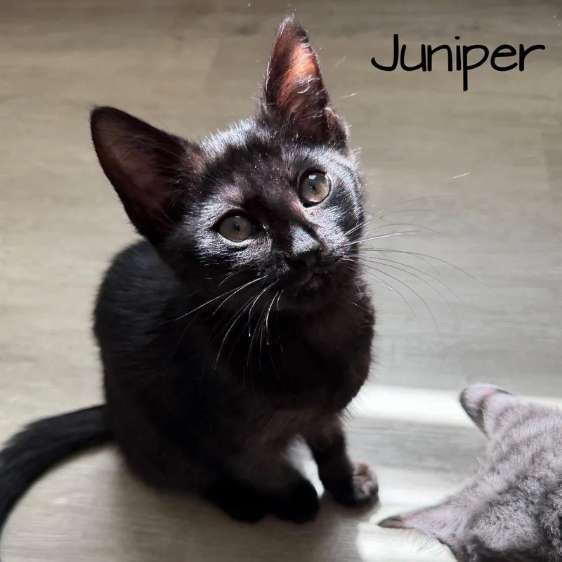 A baby medium-sized female Black Domestic Short Hair cat named Juniper for adoption in Rochester, NY