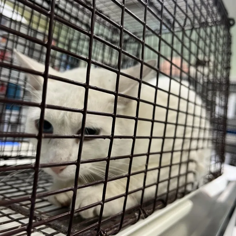 An adult medium-sized male White Domestic Short Hair cat named Working Cat Marker for adoption in Tacoma, WA