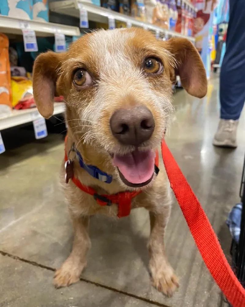An adult small-sized male Red / Chestnut / Orange Terrier dog named Dublin for adoption in Frisco, TX