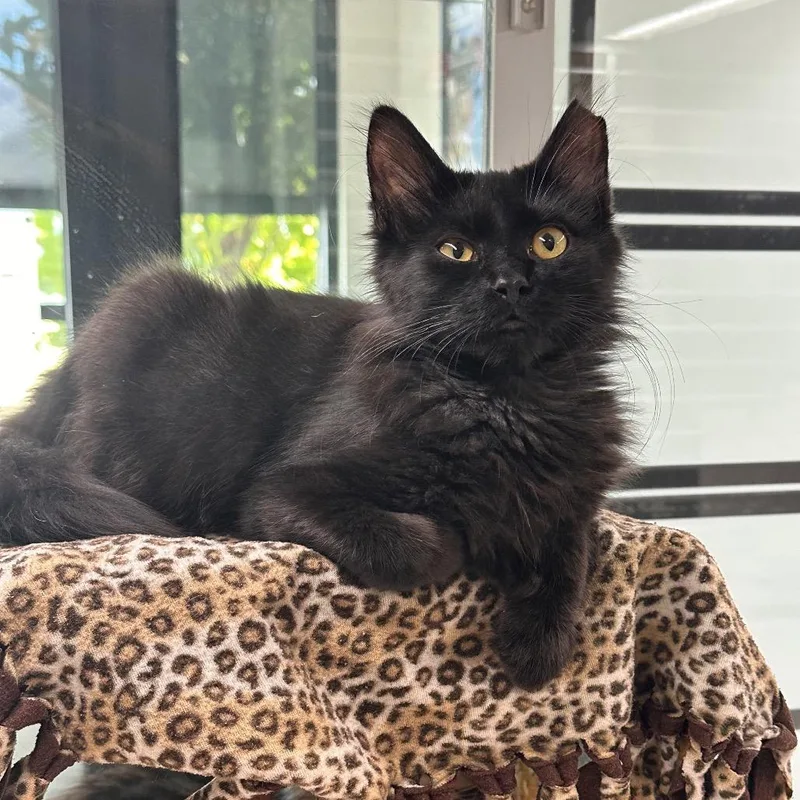 A baby small-sized male Black Domestic Long Hair cat named Sorrel for adoption in Hailey, ID