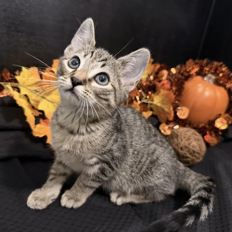A baby small-sized male Tabby cat named Fergus for adoption in Fayetteville, GA