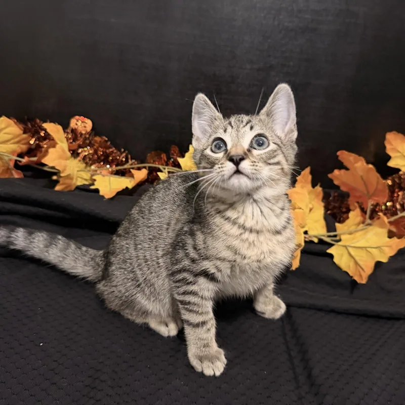 Fergus thumbnail 3