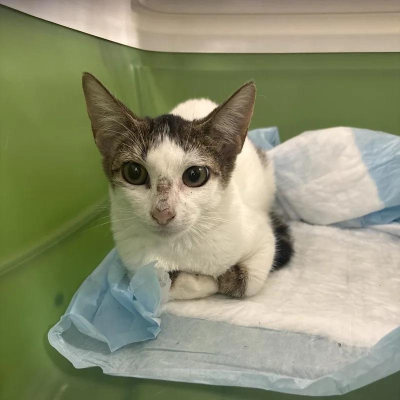 A baby small-sized female White Domestic Short Hair cat named Dorothy for adoption in West Palm Beach, FL