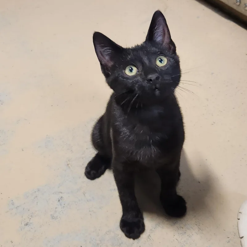 A young medium-sized male Black Domestic Short Hair cat named Sebastian for adoption in Bolingbrook, IL