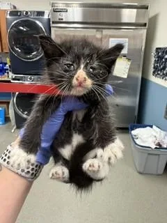 A baby small-sized female Domestic Short Hair cat named Honeydew for adoption in Miami, FL